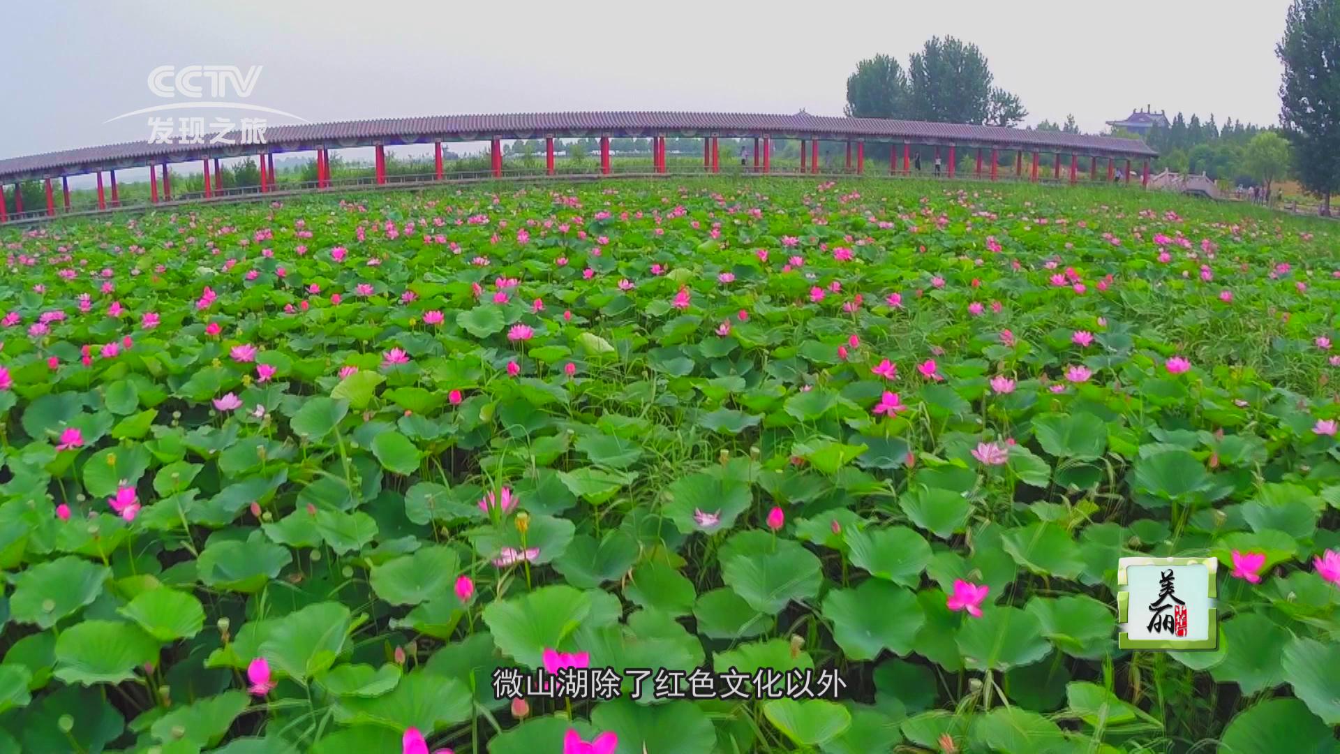 大美微山湖湿地